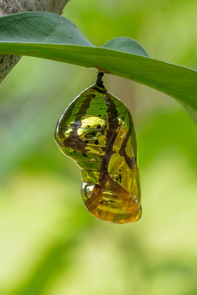 Chrysalis Butterfly shiny golden hanging on a leaf with nature background. - Photo, Image