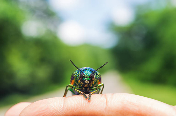 Metalik ahşap sıkıcı böceği üstünde parmak bulanık doğa, yumuşak odak ile. - Fotoğraf, Görsel