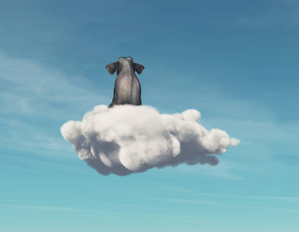 Слон остается на облаке. This is a 3D render illustration
 - Фото, изображение