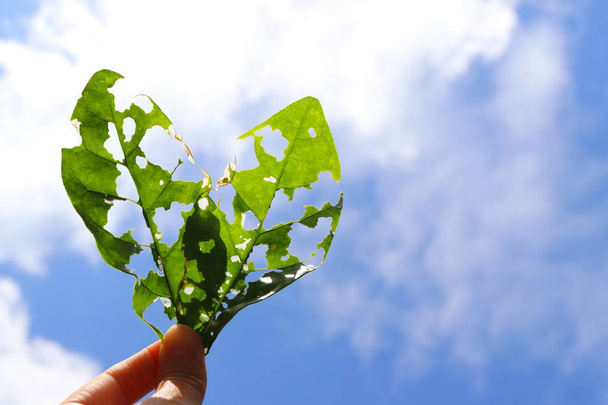 leaf heart on hand with sky background, love green world. - Photo, Image