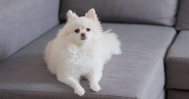 ソファーに座っていたポメラニアン犬 - 写真・画像