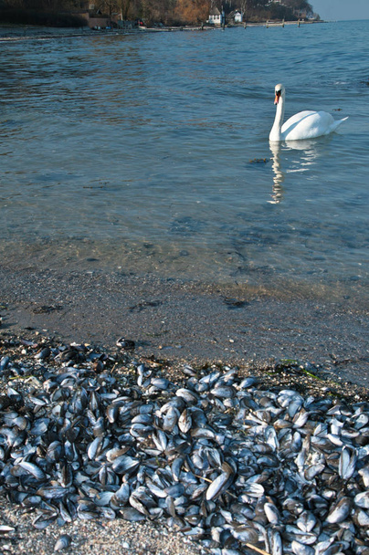 Swan on a calm lake in Denmark Scandinavia - Fotó, kép