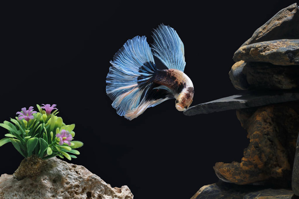 Vechten vis, zwarte Siamese vis, in een aquarium ingericht met kiezels en bomen, achtergrond. - Foto, afbeelding