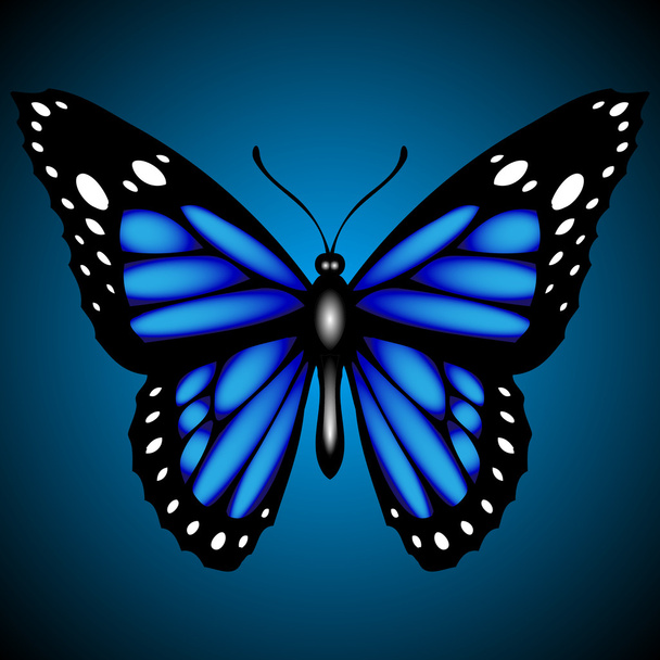 Farfalla blu su sfondo scuro, vettore
 - Vettoriali, immagini