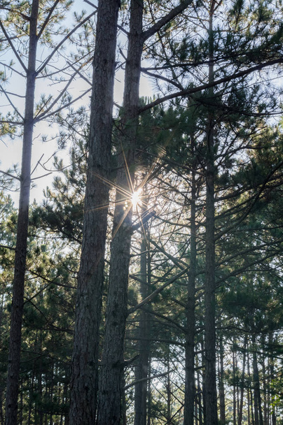 Arrière-plan avec forêt de pins et sentiers de randonnée dans la forêt le matin.Belle du ciel bleu et du soleil jaune, bonne journée
 - Photo, image
