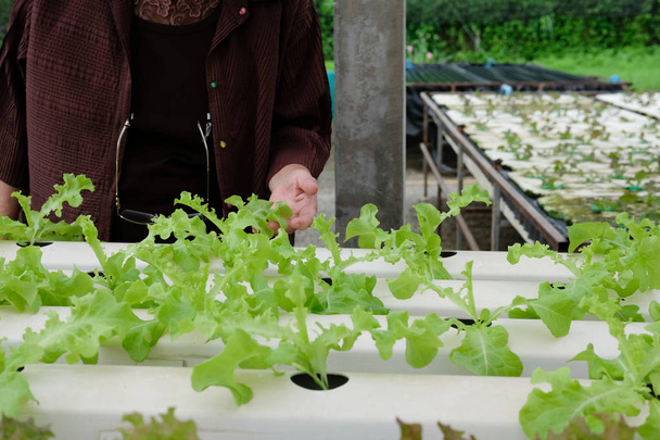 farmer monitor quality of lettuce vegetable in hydroponic farm - Photo, Image