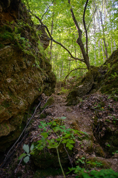 a forest path through a narrow gorge - Foto, Imagen