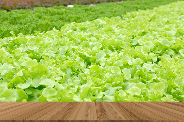 lettuce vegetable growing in greenhouse of hydroponic farm with wood table for display product - Photo, Image