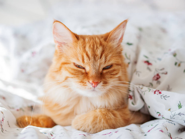 Cute ginger cat lying in bed under blanket. Fluffy pet looking arrogantly. Cozy home background, morning bedtime. - Foto, Imagen