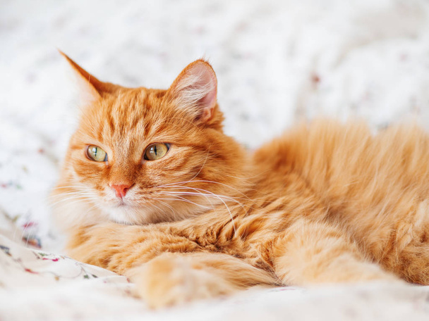 Cute ginger cat lying in bed. Fluffy pet gazing curiously. Cozy home background, morning bedtime. - Zdjęcie, obraz