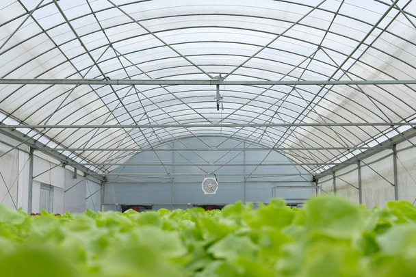 uprawa w cieplarnianych hydroponicznych hodowli warzyw sałata - Zdjęcie, obraz