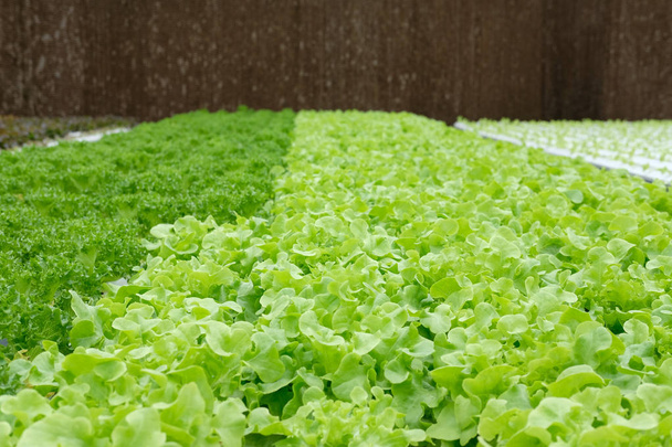 lechuga vegetal cultivada en invernadero de granja hidropónica
 - Foto, imagen