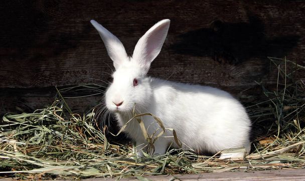rabbit white fluffy with red eyes eating dried grass, pet close-up - Photo, Image