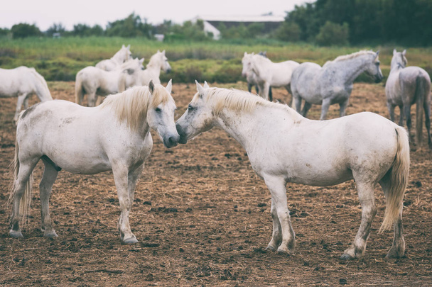 Gyönyörű fehér vagy világos szürke camargue lovak a gazdaságban. Regionális természetvédelmi park Camargue, bioszféra rezervátum, Bouches-du-Rhône megye, Provence - Alpes - Côte d'Azur régió, Dél-Franciaország - Fotó, kép