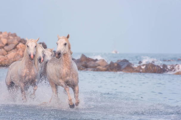 Beautiful white horses run gallop in the water at sunset, National park Camargue, Bouches-du-rhone department, Provence - Alpes - Cote d 'Azur region, south France. Изображение с местом для копирования
 - Фото, изображение