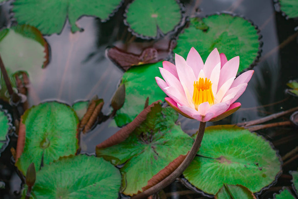 Beautiful pink lotus flower with green leaf in Thailand. - Fotoğraf, Görsel