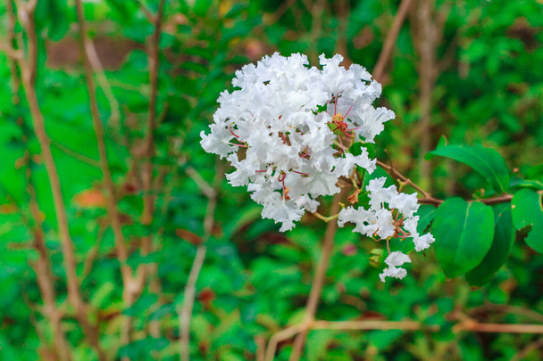 Crape Myrtle (Lagerstroemia indica) kukkii puutarhassa
. - Valokuva, kuva