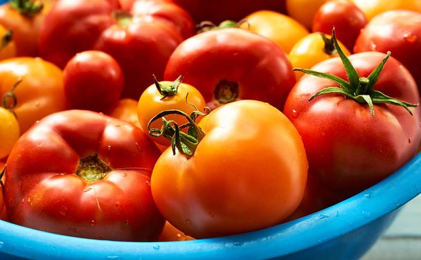 Fresh tomatoes, red and yellow, with drops of water in blue big bowl, harvest concept, crop. macro - Foto, imagen