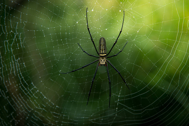 Yeşil Doğa örümcek kapatın. - Fotoğraf, Görsel