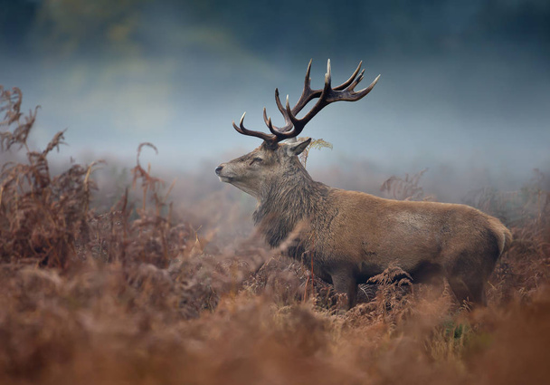 Close up van een edelhert hert tijdens bronsttijd op een mistige herfst ochtend, Verenigd Koninkrijk. - Foto, afbeelding