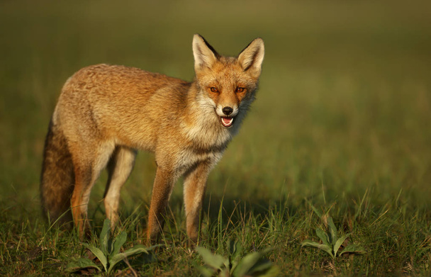 Detailní záběr mladá liška stojící na trávě v létě. - Fotografie, Obrázek