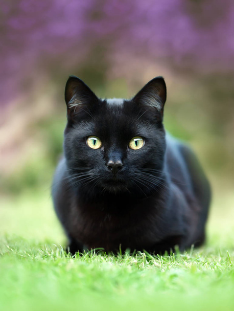 Черная кошка, лежащая на траве в саду на фоне фиолетовых цветов, Великобритания
 - Фото, изображение