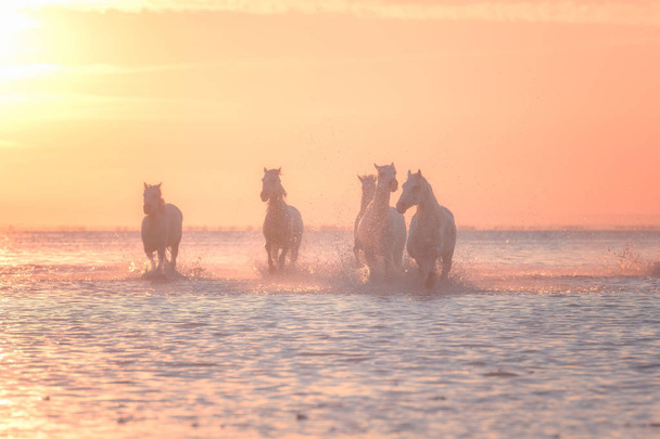 Beaux chevaux blancs galopant sur l'eau au doux coucher de soleil jaune, Parc Régional de Camargue, département des Bouches-du-Rhône, Provence - Alpes - Côte d'Azur, sud de la France
 - Photo, image