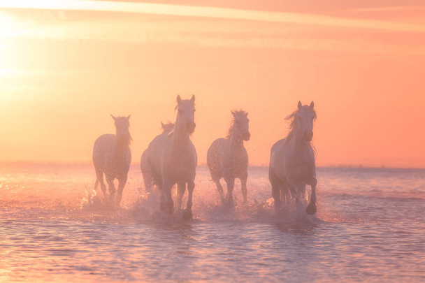 Beautiful white horses galloping on the water at soft yellow sunset light, Parc Regional de Camargue, Bouches-du-rhone department, Provence - Alpes - Cote d'Azur region, south France - Zdjęcie, obraz