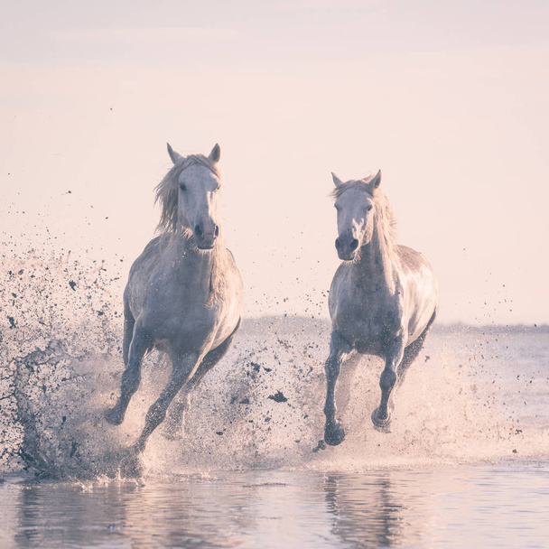 Beaux chevaux blancs galopant sur l'eau au doux coucher de soleil, Parc Régional de Camargue, département des Bouches-du-Rhône, Provence - Alpes - Côte d'Azur, sud de la France
 - Photo, image