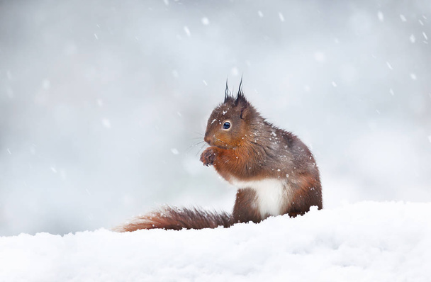Gros plan d'un écureuil roux assis dans la neige. Il neige en Angleterre. Animaux en hiver
. - Photo, image