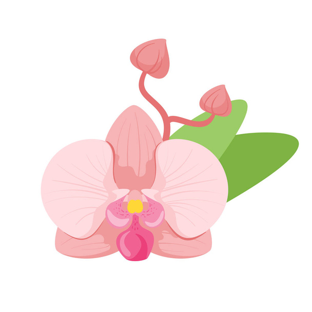 karikatür tarzı pembe orkide - Vektör, Görsel