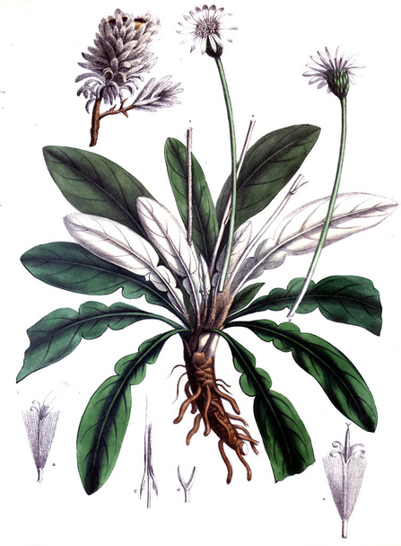 El tema botánico. Imagen antigua
 - Foto, imagen