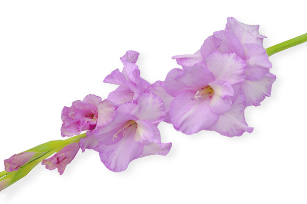 Romantische mooie gladiolen bloem van zacht lila kleur close-up, geïsoleerd op een witte achtergrond met ruimte voor tekst - bloemdessin - Foto, afbeelding