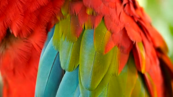 Gros plan du perroquet écarlate Amazone rouge ou Ara macao, dans la forêt tropicale de la jungle. Faune Portrait coloré d'oiseau
 - Séquence, vidéo