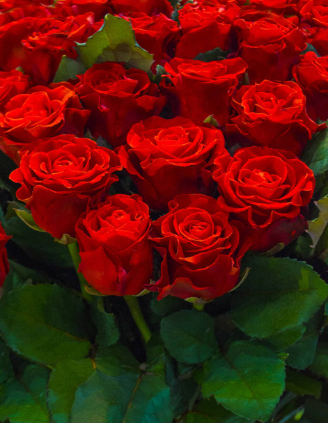 bouquet of red roses. festive background - Photo, Image