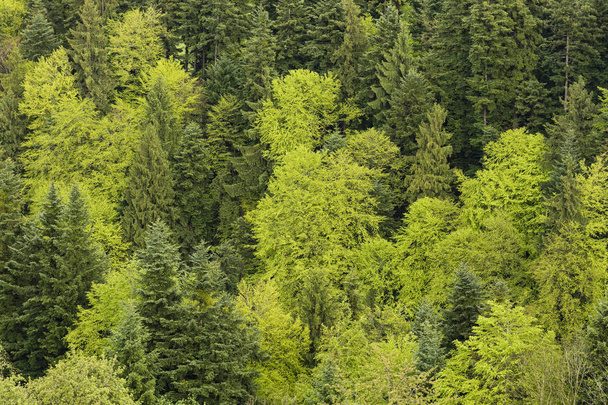 Fir trees and deciduous trees in lush greenery on a spring day in Switzerland - Photo, Image