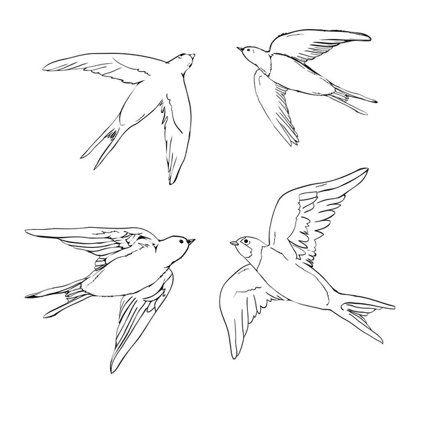 set of the swallow icons. Design elements for poster, t-shirt. Vector illustration. - Vettoriali, immagini