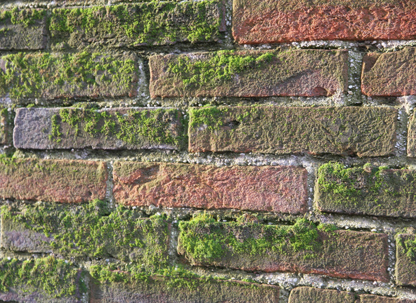 old wet brick wall exposed to the North with a lot of green moss - Photo, Image