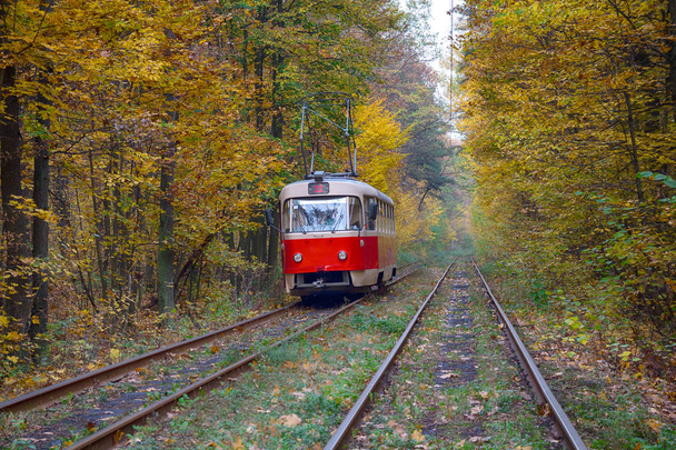 Tranvía rojo que viaja en el túnel de los árboles otoñales. Kiev, Ucrania
 - Foto, Imagen