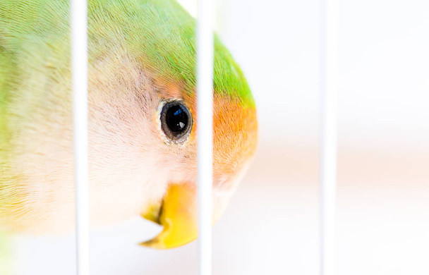A lovebird is the common name of Agapornis, a small genus of parrot. Eight species are native to the African continent, with the grey-headed lovebird being native to Madagascar. - Fotó, kép