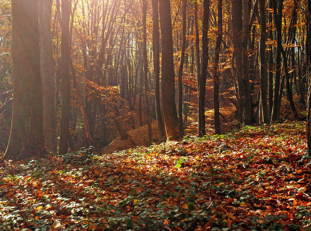 Colorful autumn forest in the rays of the setting sun, nature background - Photo, Image