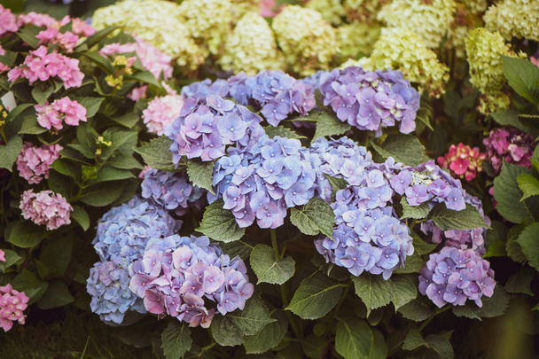 Flowers blue and pink hydrangeas in the garden, toned, stylish photo - Fotoğraf, Görsel