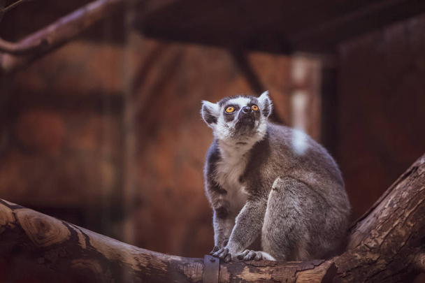 Lemur op hout, inspirerend, gestemde foto - Foto, afbeelding