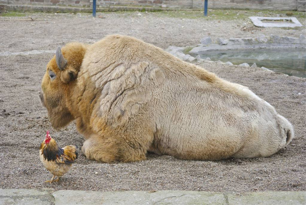 Lying bison and a rooster in a zoo. Belgrade, Serbia. - Foto, Imagem