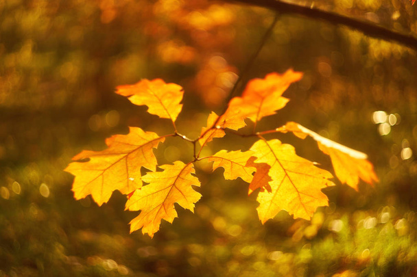 Feuilles de hêtre d'automne décorer un beau fond bokeh nature avec sol forestier, format panorama large - Photo, image