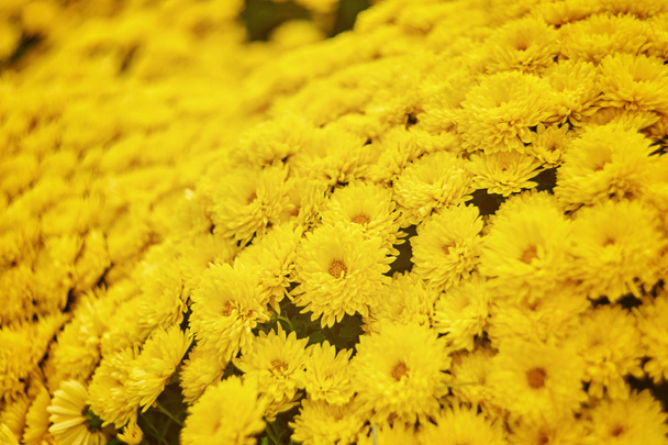 beau chrysanthème jaune pâle fond de fleur horizontale
 - Photo, image