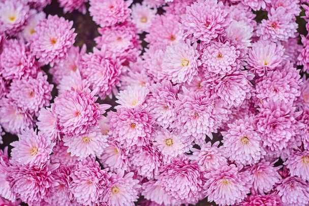 Sonbahar varicoloured kasımpatı çiçeği kötü çizgili arka plan - Fotoğraf, Görsel