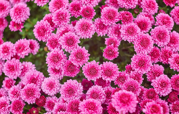 Syksyn varicoloured krysanteemi kukka huono raidallinen tausta
 - Valokuva, kuva