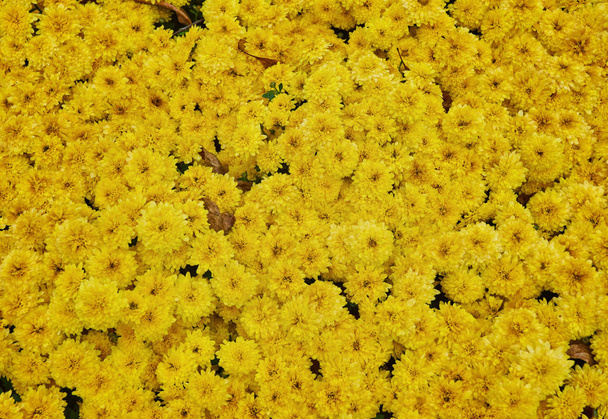güzel soluk sarı kasımpatı çiçeği arka plan yatay - Fotoğraf, Görsel