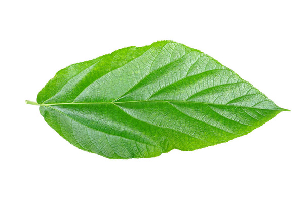 ein grünes Blatt isoliert auf weißem Hintergrund                       - Foto, Bild